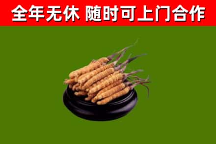 甘南回收散虫草